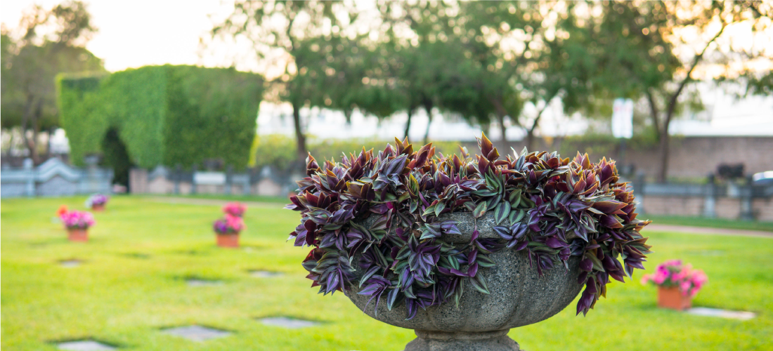 Cementerio 7