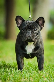 Alvin