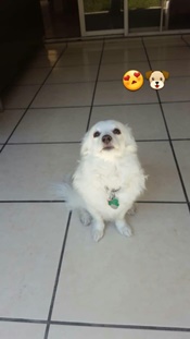 Lilo