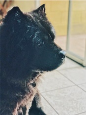 Blacky deleon