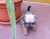 Maximiliano