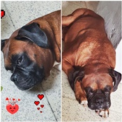 Maximus monterrosa no