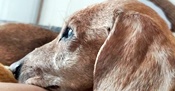 Canela