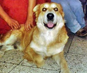 Jagger duran
