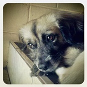 Checho