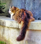 Sr puff1