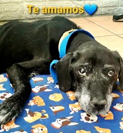 Canelo sibria