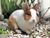 Mochi lazo1