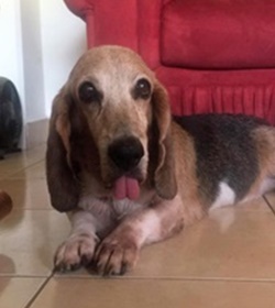 Popi garcia