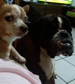 Tabul