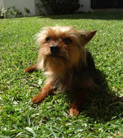 Chewy ramirez