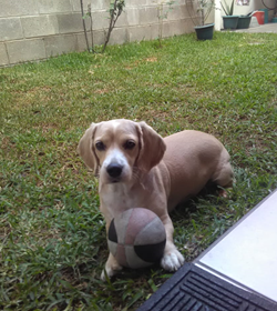 Teddy vaquerano