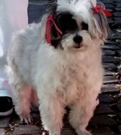 Pepita obispo