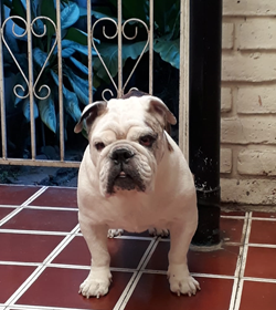 Max rodriguez