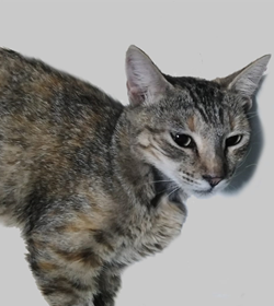 Gigi