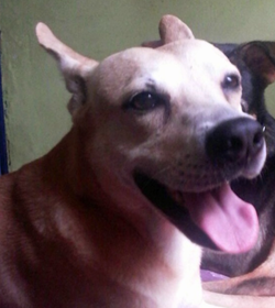 Dogui chinchilla
