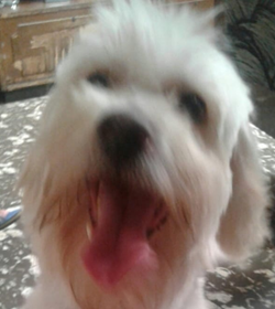 Copito rubio