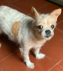 Princesa garcia