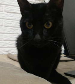 Negro r%c3%ados