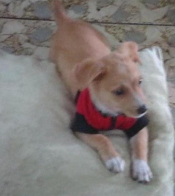 Rocky marmol molina