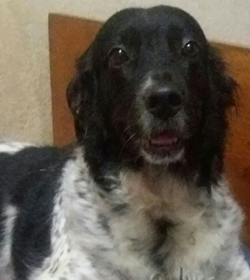 Dottie %28no se creo en el 2017%29
