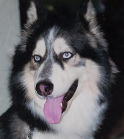 Roco