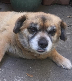 Lola ca%c3%b1as