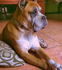 Luna argueta