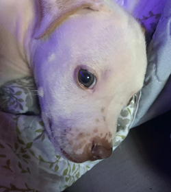 Apollo garc%c3%ada