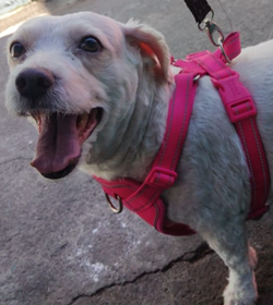 Chelita hern%c3%a1ndez