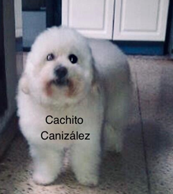 Cachito canizalez