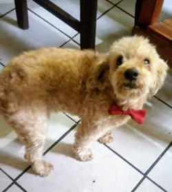 Toto olmedo
