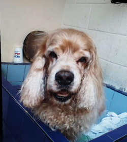 Totto portillo