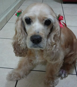Dolly canjura