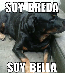 Breda parada