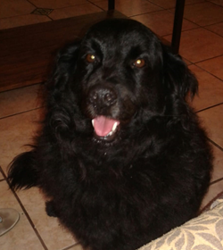 Blacky alas