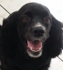 Blacky ar%c3%a9valo