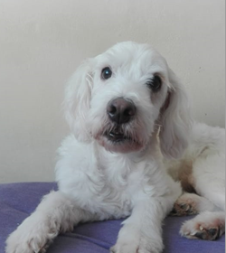 Coco ch%c3%a1vez