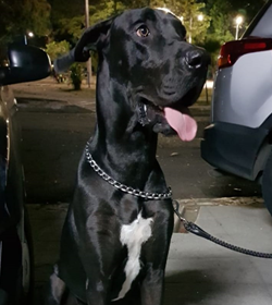 Baloo quintanilla