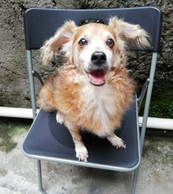 Brownie molina