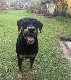 Blacky saprissa