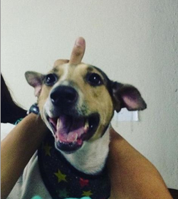 Chicky rosito