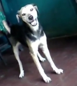 Princesa cruz
