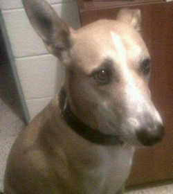 Scooby sabr%c3%adan.png2