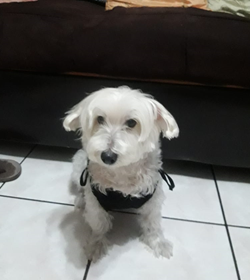 Flofy galeano
