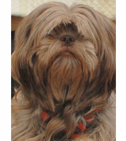 Tootsie treminio