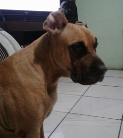 Koka g%c3%b3mez
