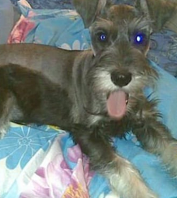 Archie saravia