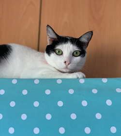 Minou
