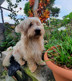 Doggy aquino